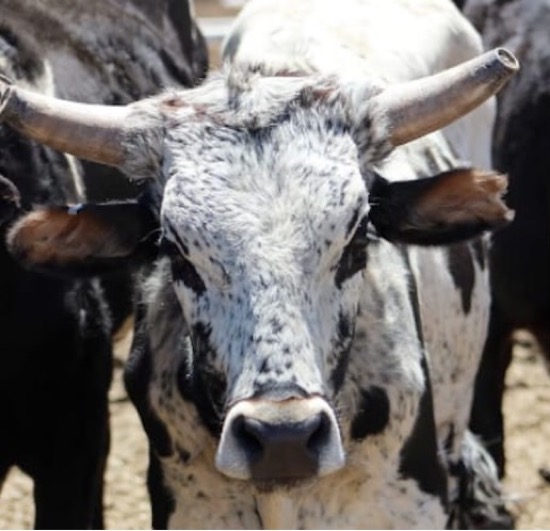 CHANDRASHEKHAR PANDEY       1945  -  2025