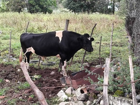 EFRÉN RAMÍREZ            1953  -  2025