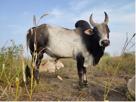 MANGAL SINGH          1955  -  2026