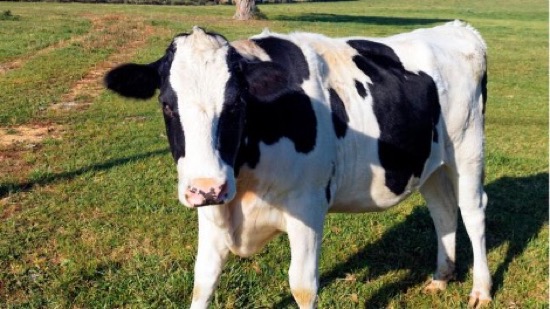 MUERE MUJER ATACADA POR UNA VACA EN REINO UNIDO EN 2024