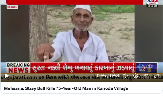 TORO CALLEJERO MATA A UN ANCIANO EN KANODA, INDIA EN 2025 TORO CALLEJERO MATA A UN ANCIANO EN KANODA, INDIA EN 2025
