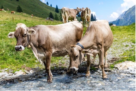 TORO MATA A EXCURSIONISTA EN LOS ALPES AUSTRIACOS EN 2025 TORO MATA A EXCURSIONISTA EN LOS ALPES AUSTRIACOS EN 2025