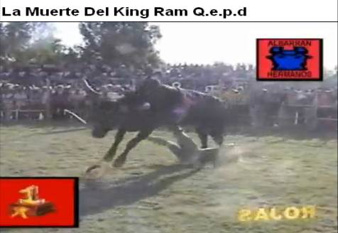 MONTADOR DESCONOCIDO " KING RAM "